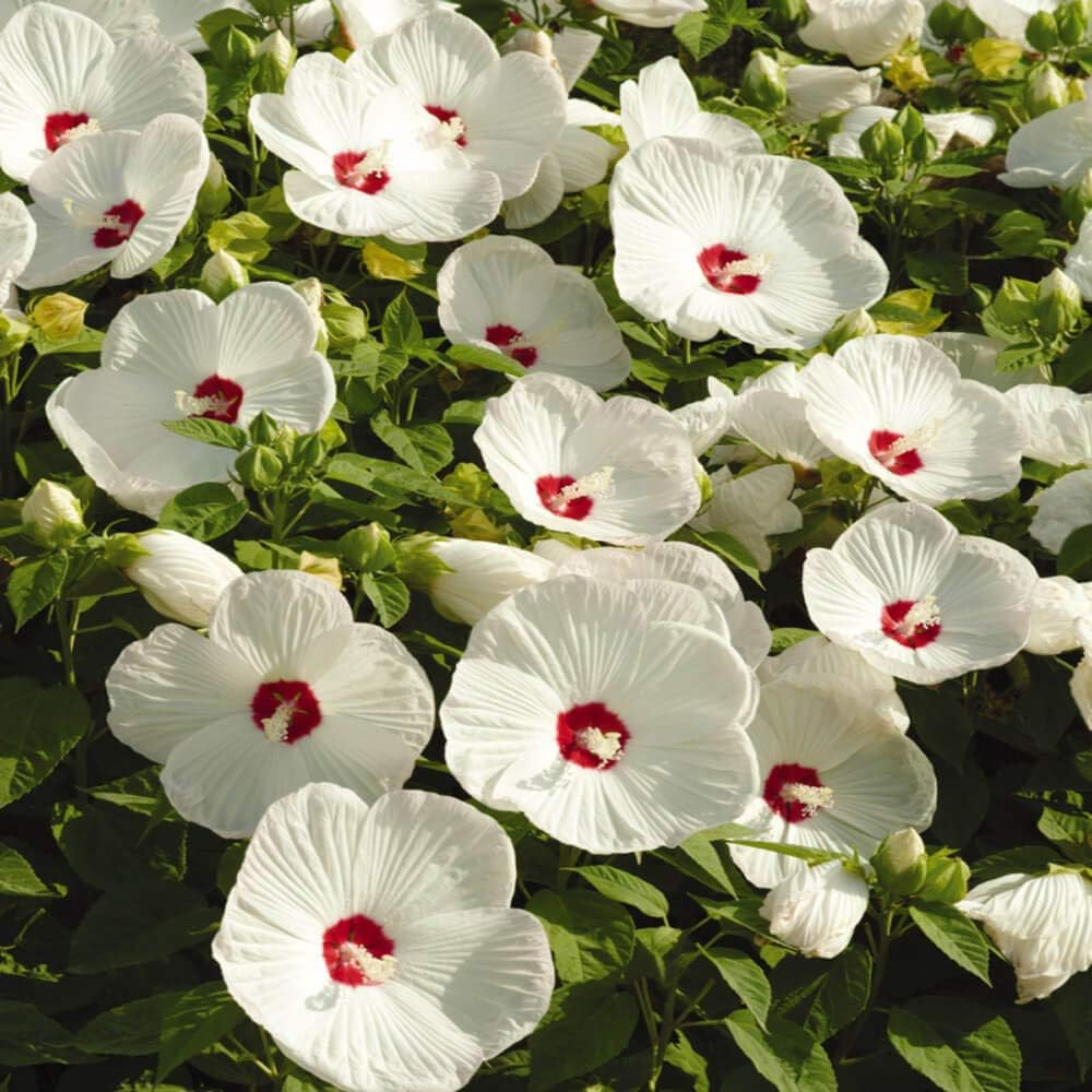 Luna White Hibiscus Seeds with Large Red-Centered Blooms
