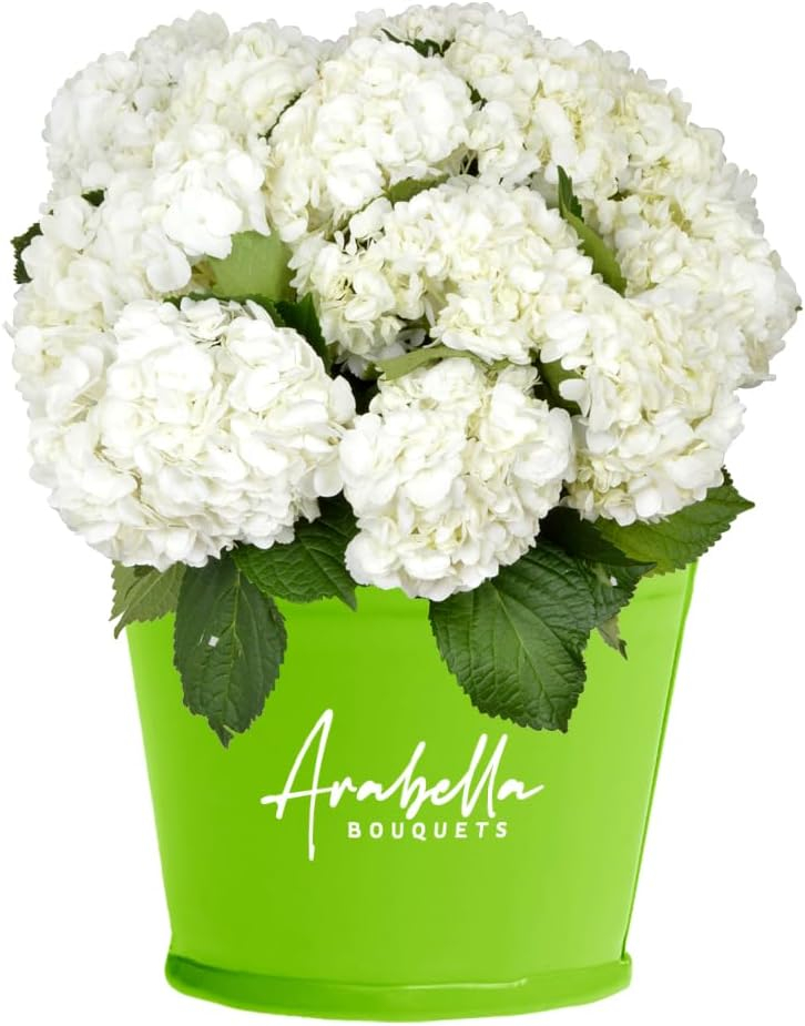 Arabella Bouquets Farm Direct Fresh Cut 12 White Hydrangea (Fresh-Cut Flowers, White)