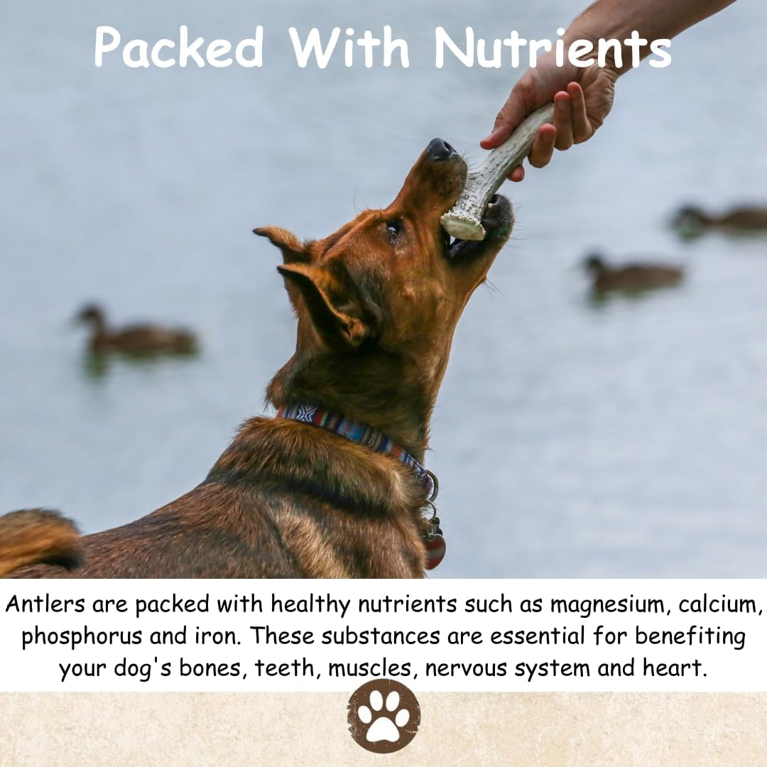Premium Large Antler - ONE Pound (+/- an Ounce) Variety Pack - Top Dog Chews