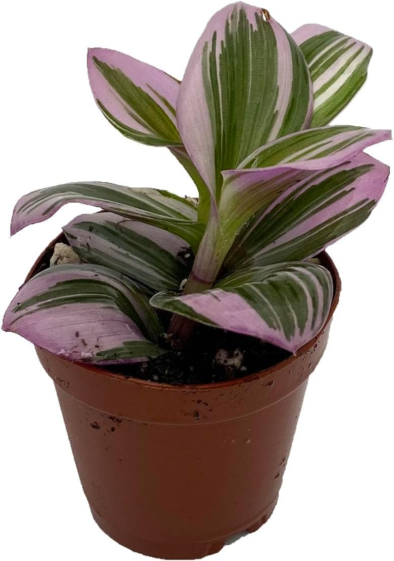 Rare Nanouk Pink Tradescantia - 2" Pot - Collector's Series