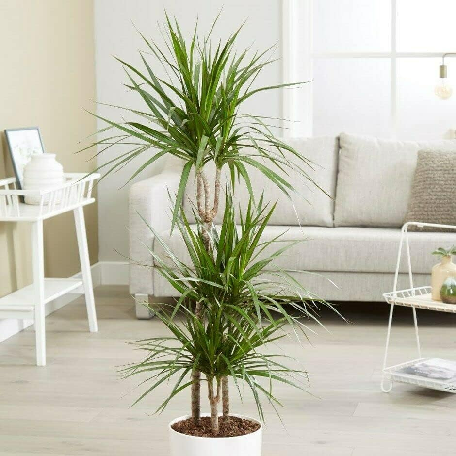 Extra Large Madagascar Dragon Tree in Black Pot