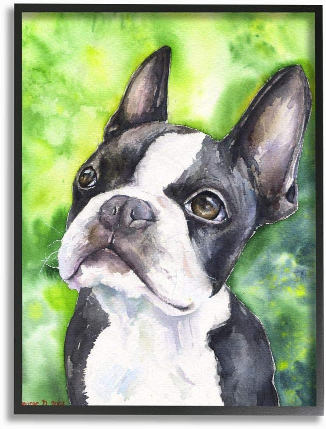 Black and White Boston Terrier Dog Watercolor Print in Ebony Frame
