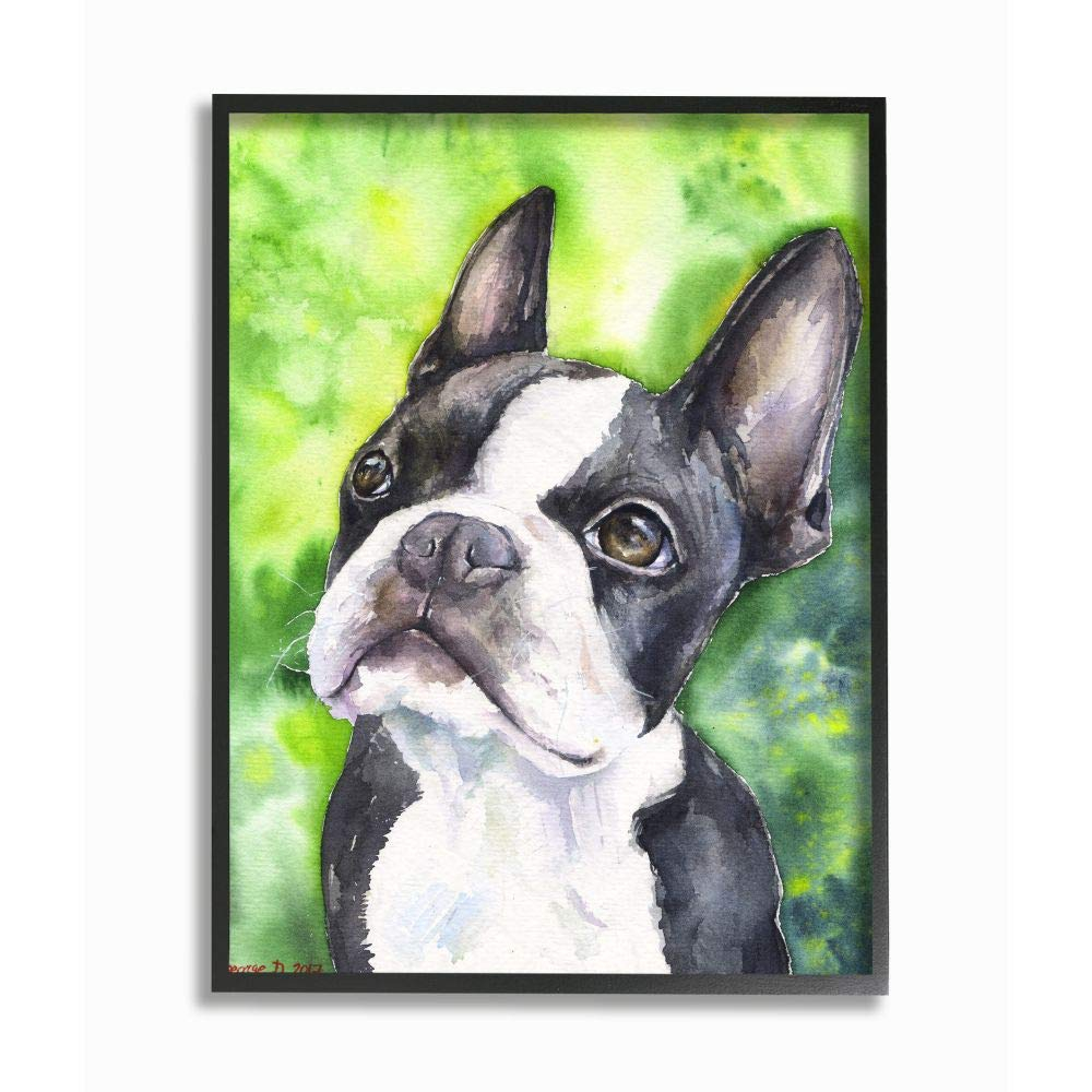 Black and White Boston Terrier Dog Watercolor Print in Ebony Frame