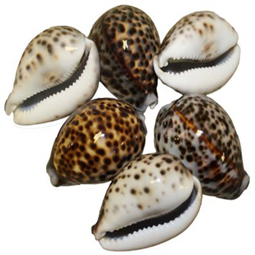 US Shell, 6 Piece, Tiger Cowries Sea Shell, 7 to 8 Centimeters in Size,Brown