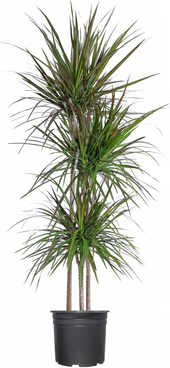 Extra Large Madagascar Dragon Tree in Black Pot