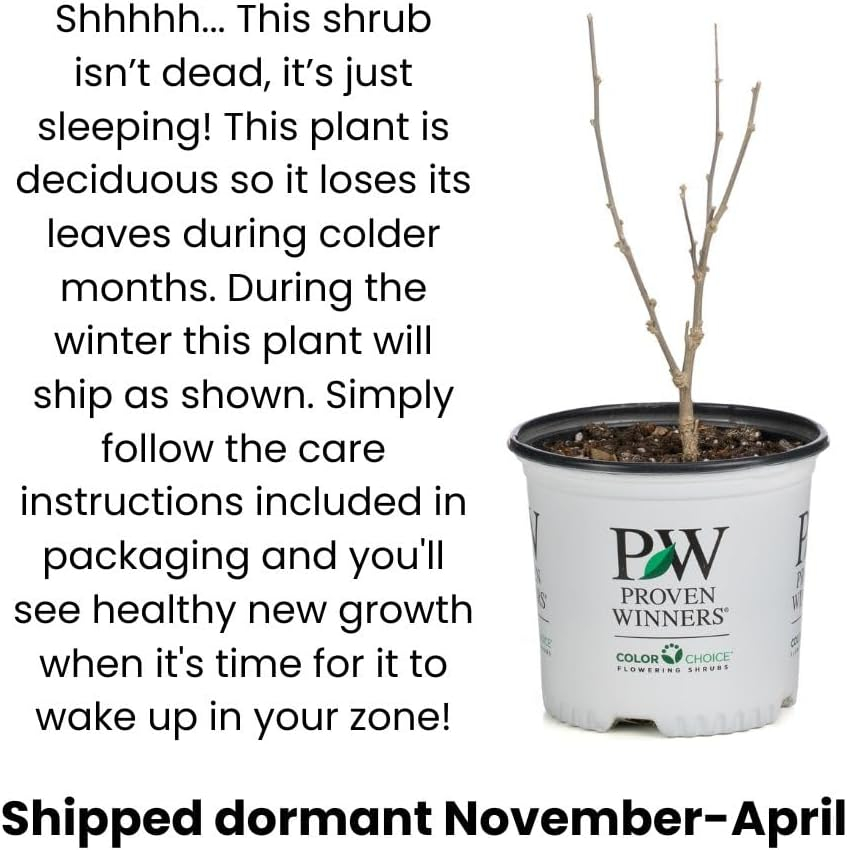 Proven Winners ITEPRC1037800 Fizzy Mizzy Sweetspire Live Plant, 4.5 in. Quart, White Flowers