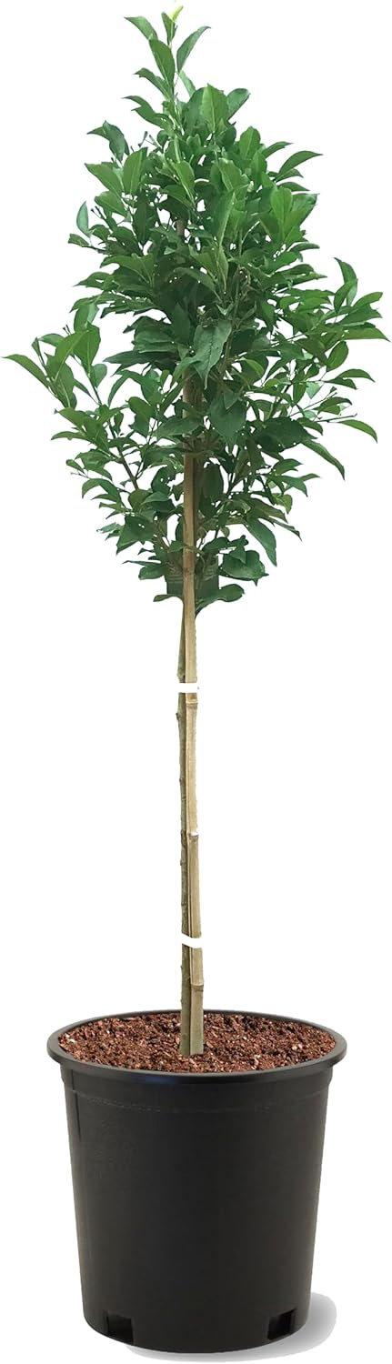 American Plant Exchange Live Fruit Trees Santa Rosa Plum Outdoor Landscape Tree,5-Gallon Pot