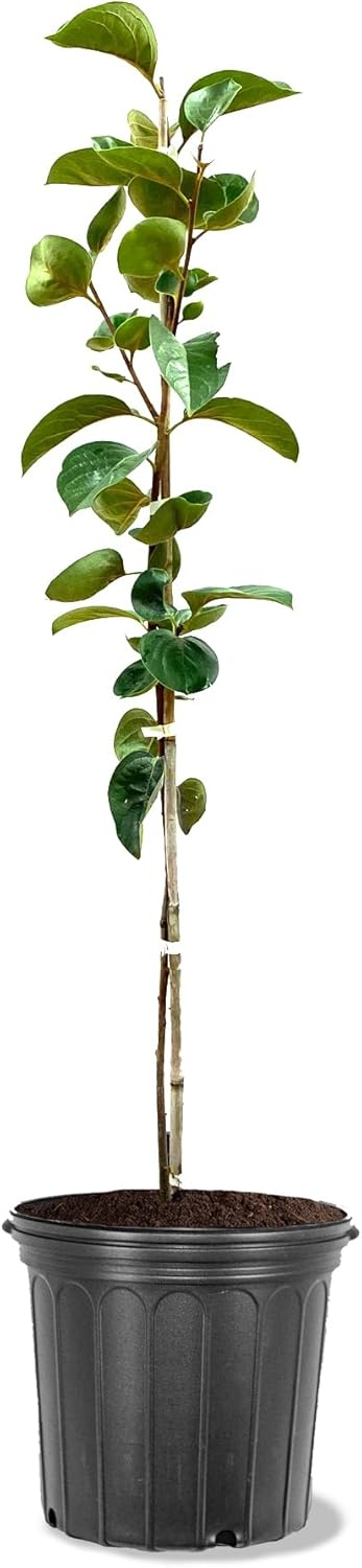 Plant Exchange Live Fruit Trees Fuyu Jiro Persimmon Outdoor Landscape Tree, 5-Gallon Pot