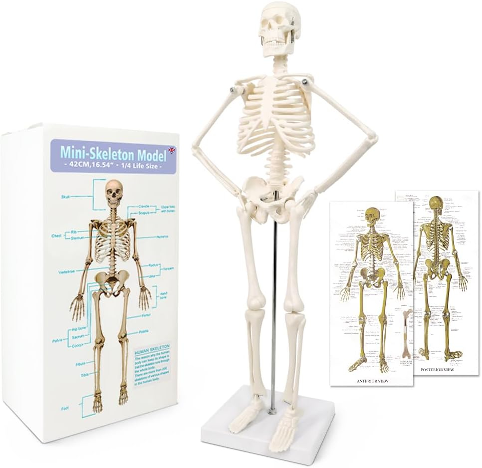 NEW HORIZON 17.7“ High Scientific Human Skeleton Model for Anatomy,Anatomy Human Body Model,with Movable Arms and Legs Bones Structures,Whole Spine and Ribs of The Skeleton Model are Integrated