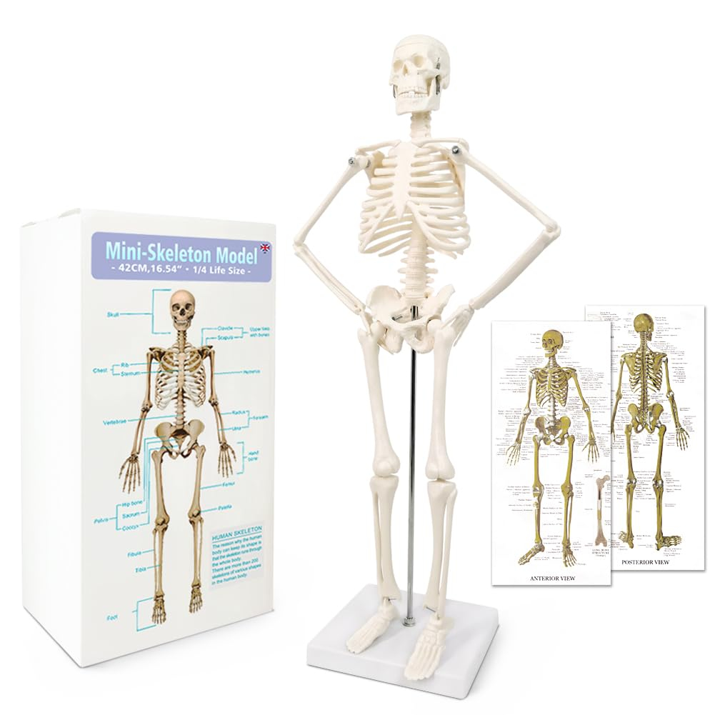 NEW HORIZON 17.7“ High Scientific Human Skeleton Model for Anatomy,Anatomy Human Body Model,with Movable Arms and Legs Bones Structures,Whole Spine and Ribs of The Skeleton Model are Integrated