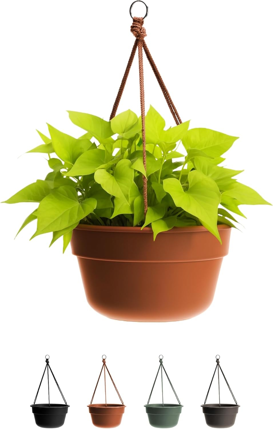 Bloem 6.8 in. H X 12.4 in. D Resin Dura Cotta Hanging Basket Terracotta Clay