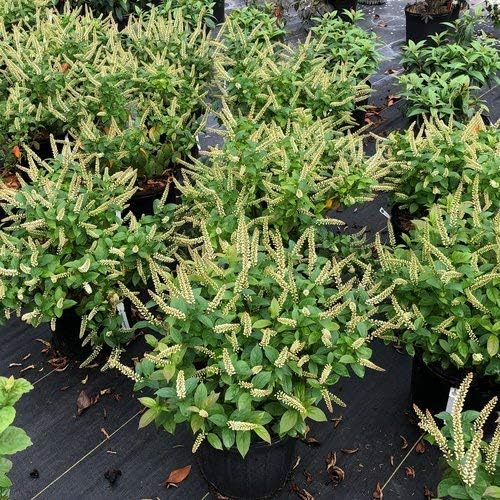 Proven Winners ITEPRC1037800 Fizzy Mizzy Sweetspire Live Plant, 4.5 in. Quart, White Flowers