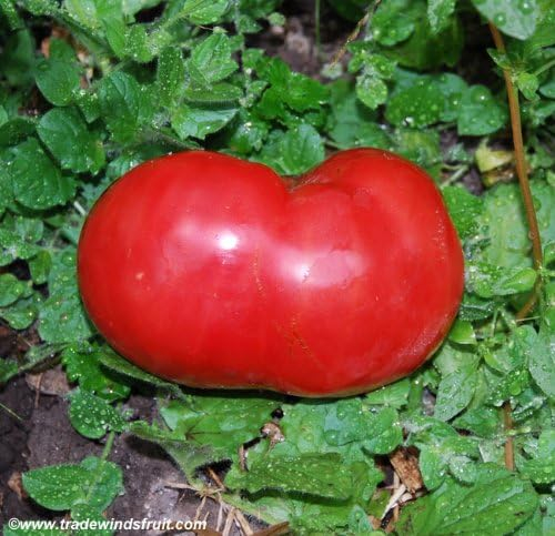 Clovers Garden Goliath Tomato Plant – Two (2) Live Plants – Not Seeds – Each 5" to 7" Tall, in 3.5 Inch Pots