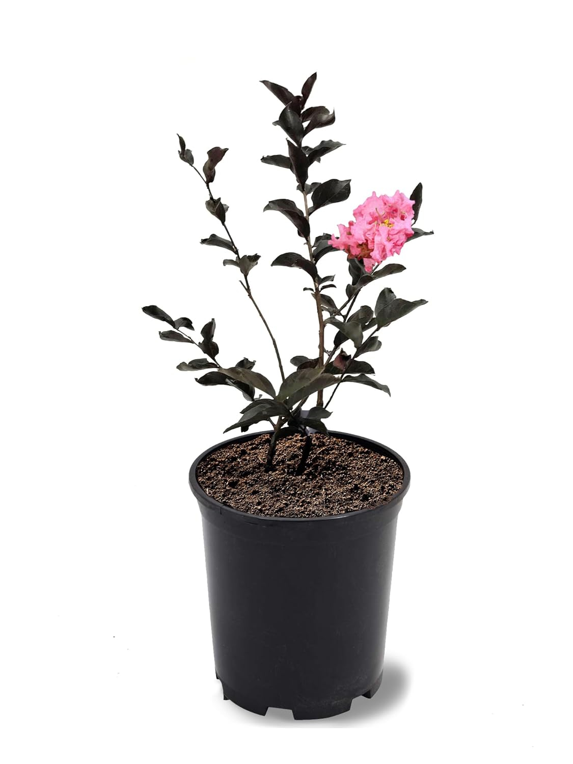 American Plant Exchange Flowering Trees Black Diamond Shell Pink Crape Myrtle, 1-Gallon Pot