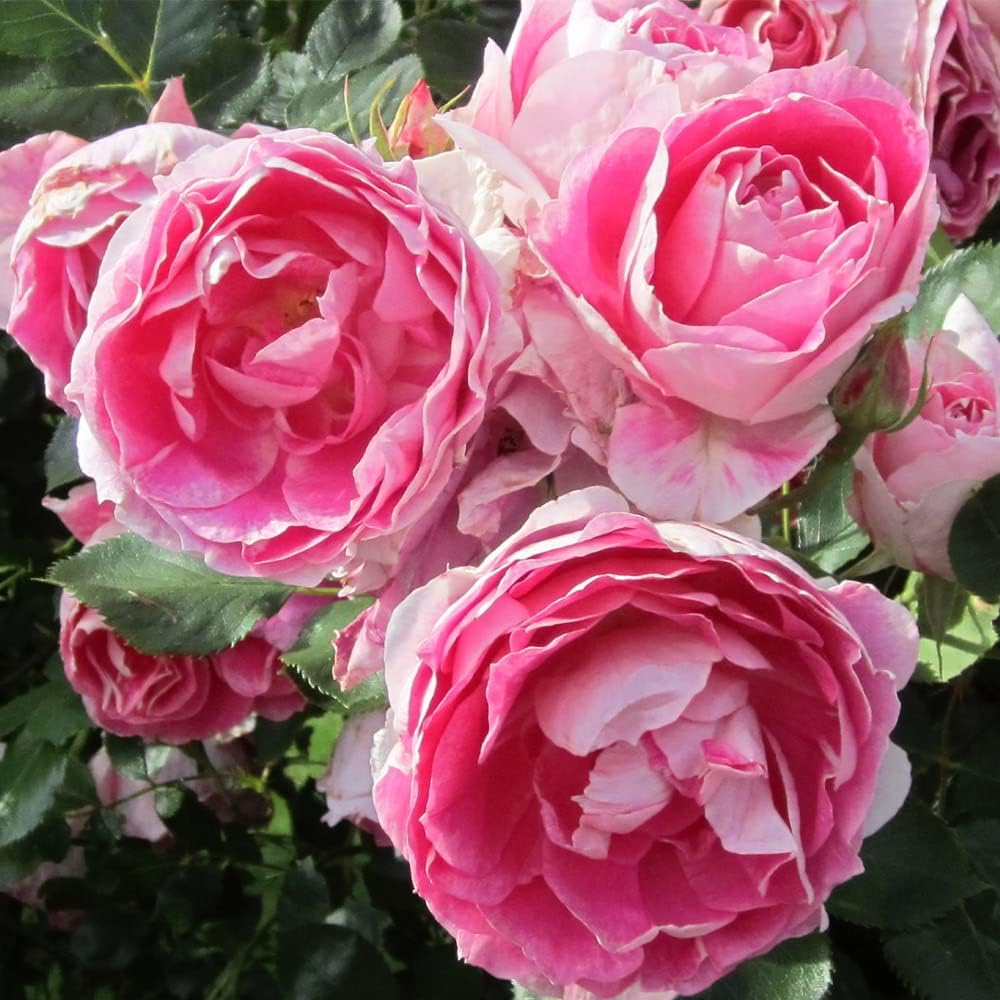 Carefree Wonder Pink Rose Bush for Outdoor Planting
