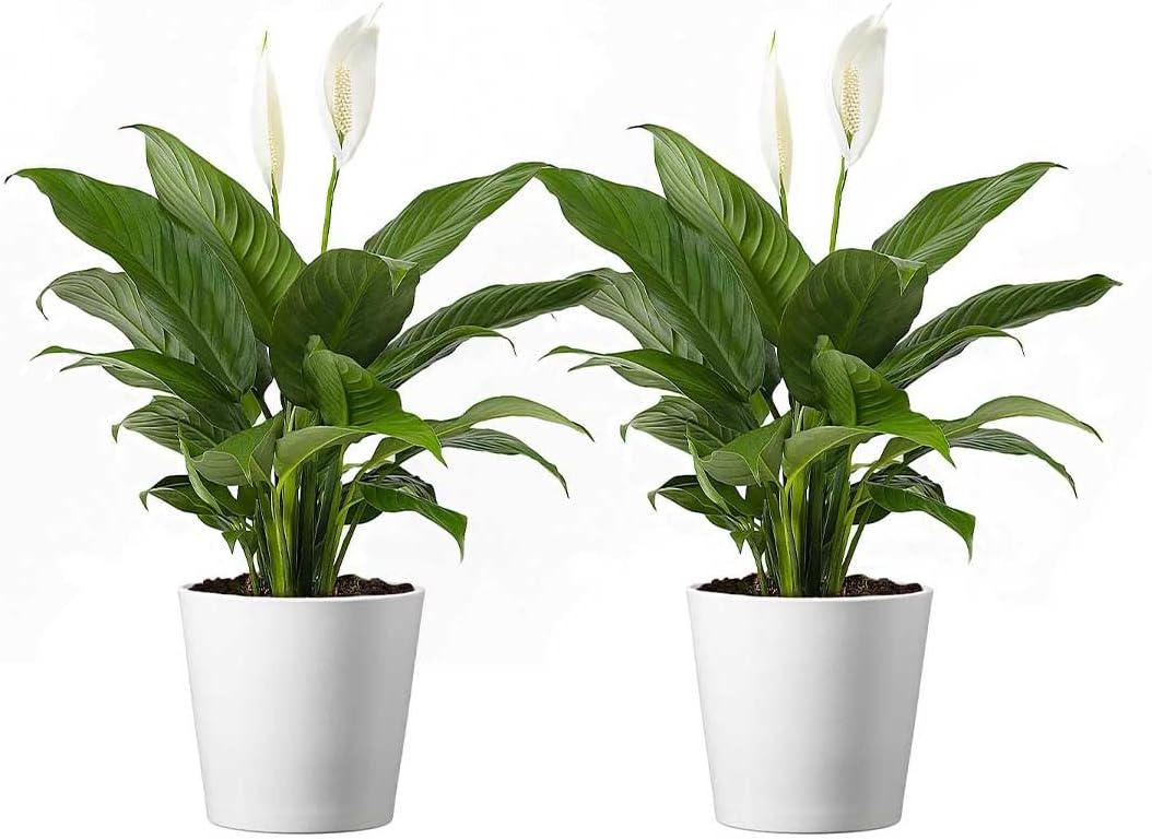 American Plant Exchange American Plant Exchange Live Flowering Plant Spathiphyllium Peace Lily, 4-Inch Pot, Bundles, Stylish Pot Cover Included
