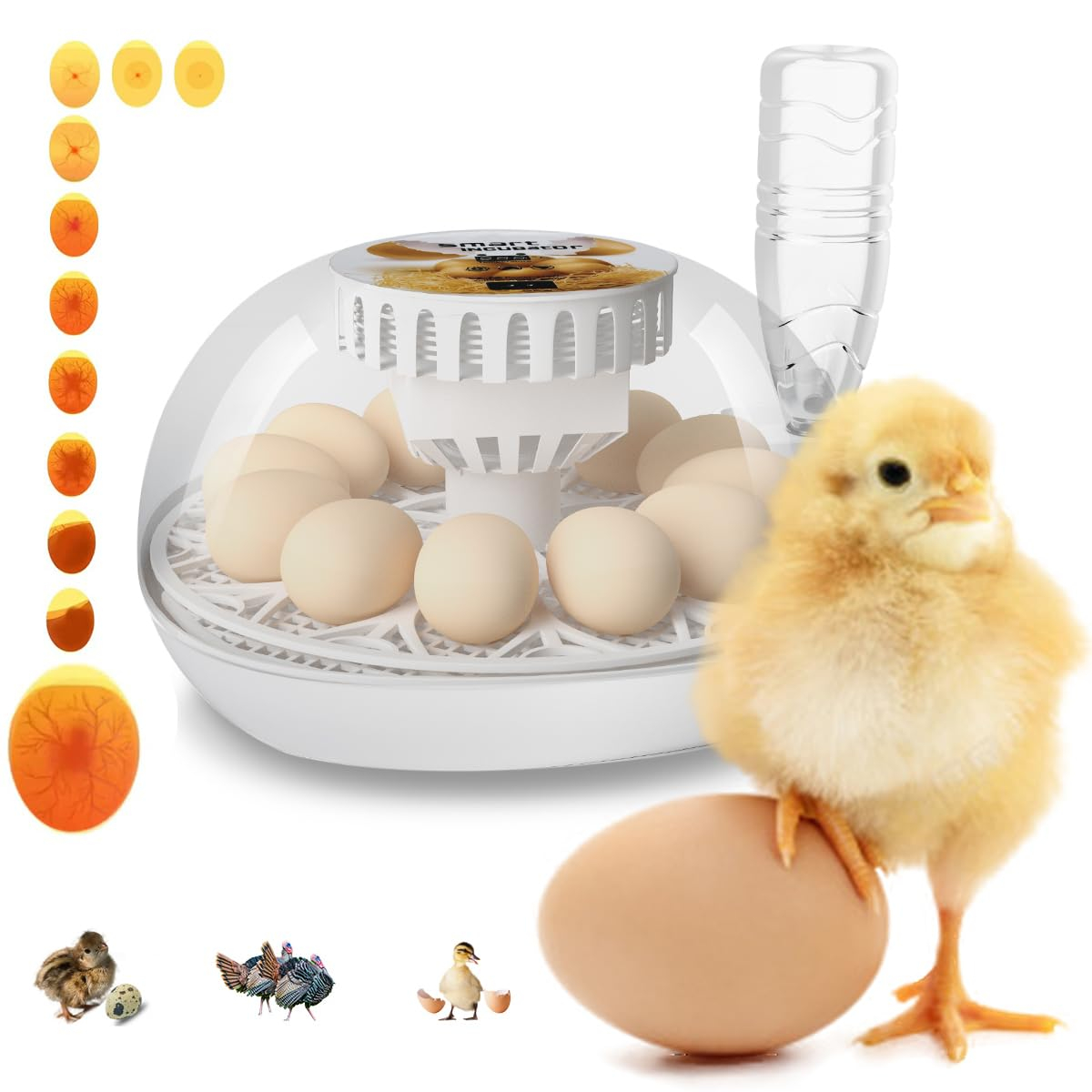 Lreerge Egg Incubator, 12 Eggs Incubator with Automatic Egg Turning, Automatic Water Adding, 360 Degree View, for Hatching Chicken Goose Quail Duck