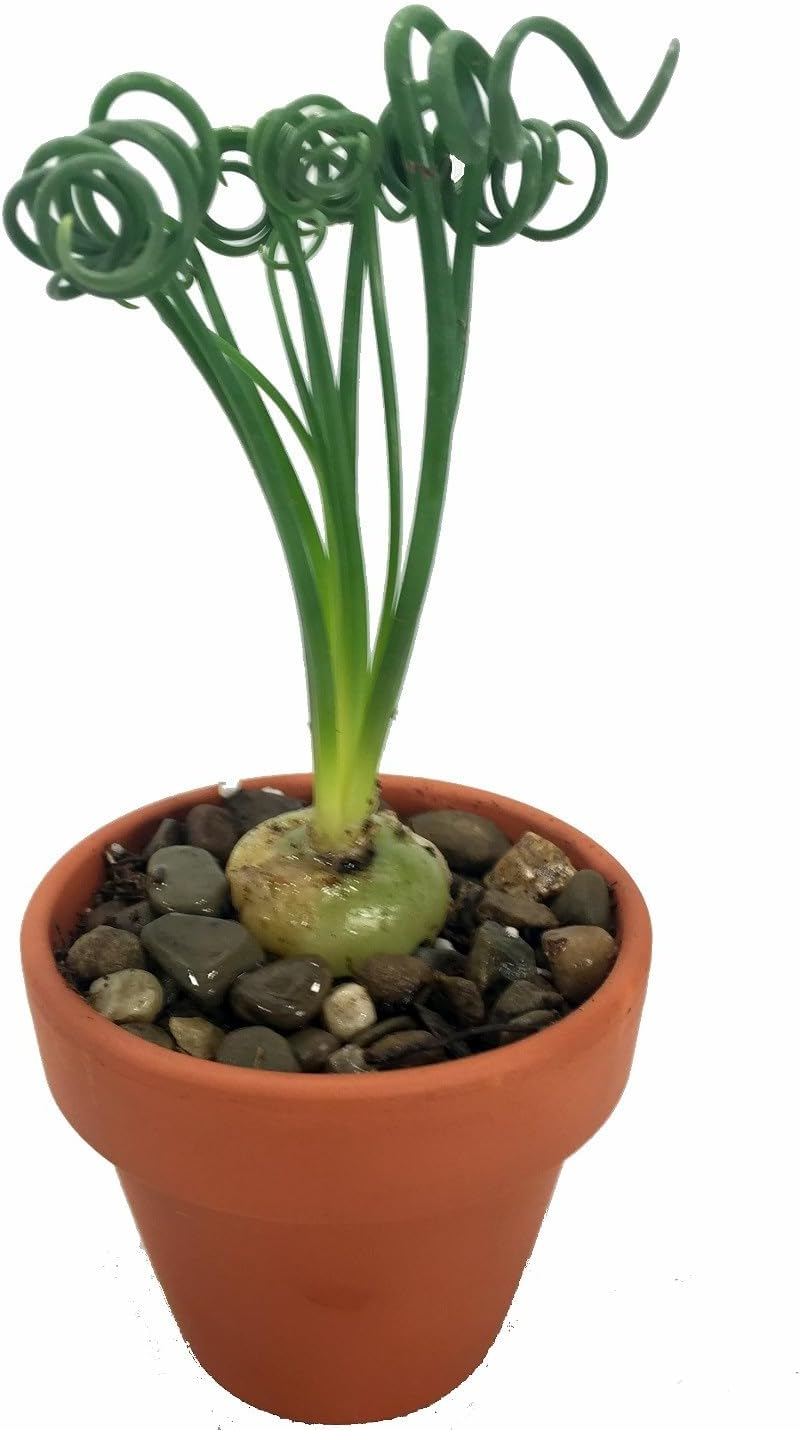 Rare Albuca Spiralis Frizzle Sizzle Succulent Bulbs
