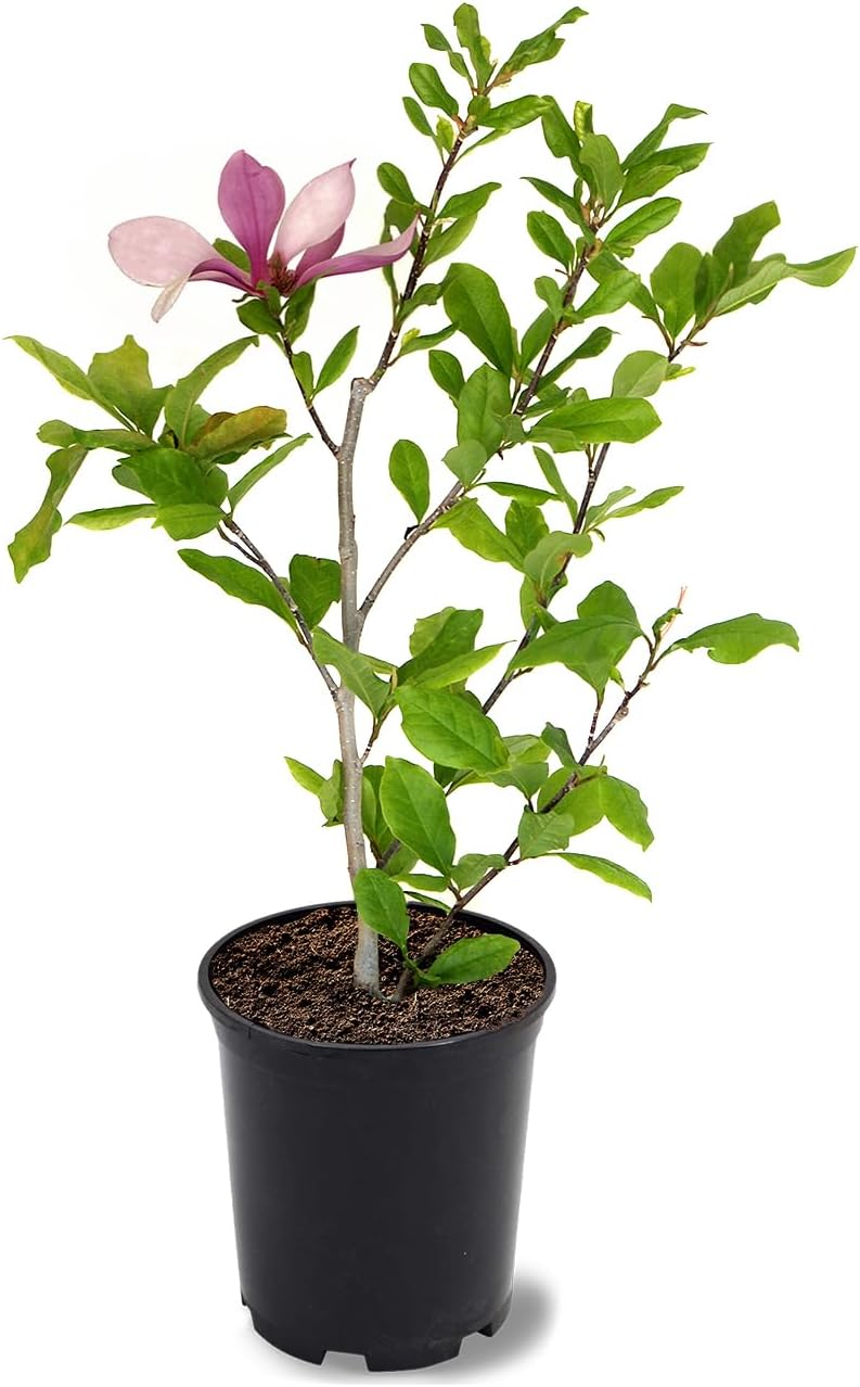 American Plant Exchange Flowering Trees Live Magnolia Alexandrina Tree, 1-Gallon Pot
