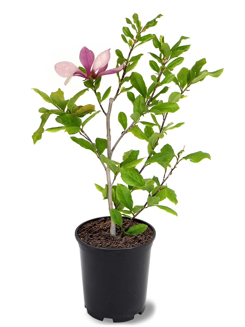 American Plant Exchange Flowering Trees Live Magnolia Alexandrina Tree, 1-Gallon Pot