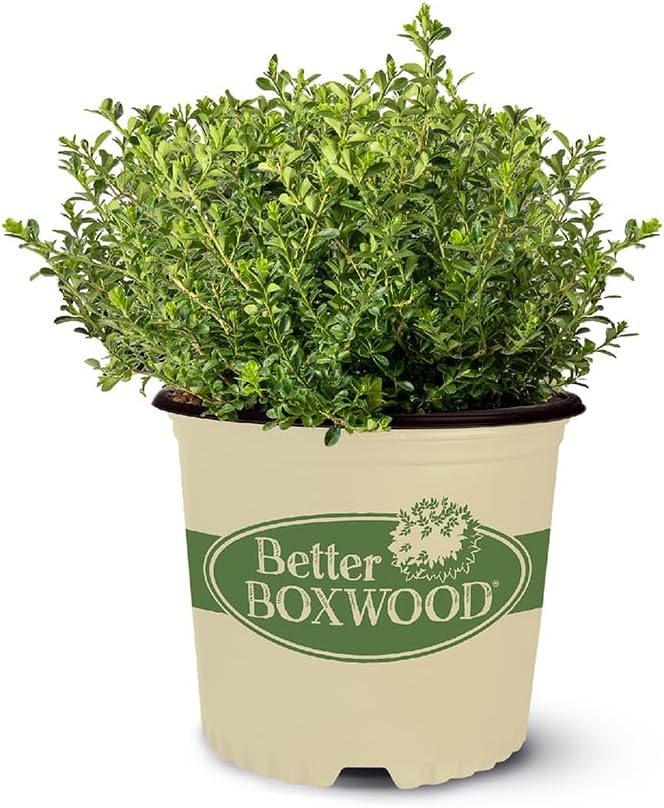 Better Boxwood Renaissance Live Shrub (1 Gallon)