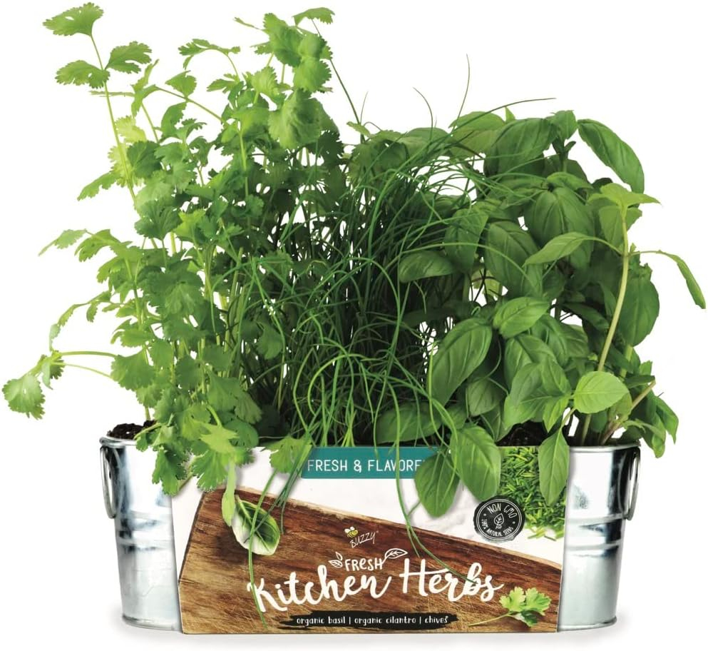 Buzzy Kitchen Herb (Organic Basil, Cilantro & Chives) Indoor Windowsill Grow Kit
