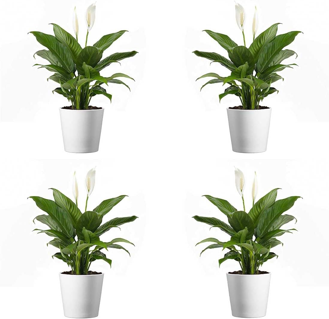 American Plant Exchange American Plant Exchange Live Flowering Plant Spathiphyllium Peace Lily, 4-Inch Pot, Bundles, Stylish Pot Cover Included