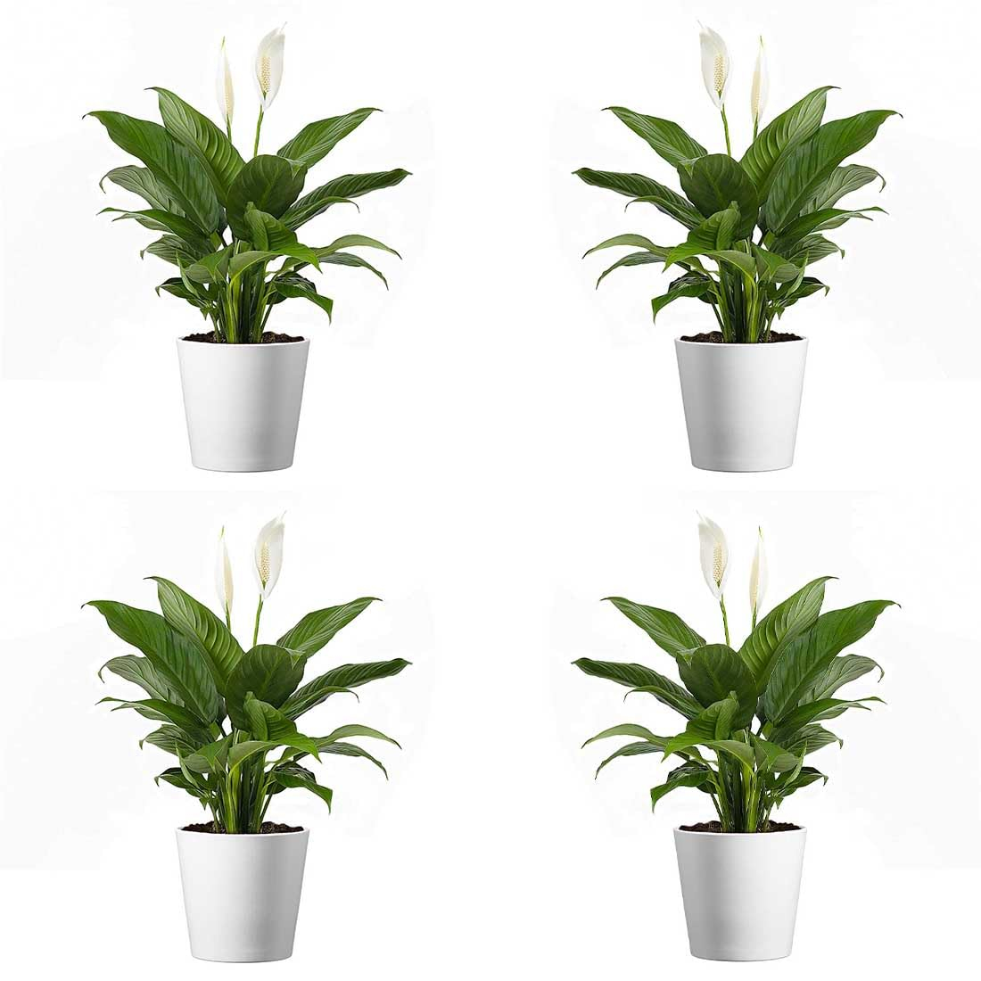 American Plant Exchange American Plant Exchange Live Flowering Plant Spathiphyllium Peace Lily, 4-Inch Pot, Bundles, Stylish Pot Cover Included