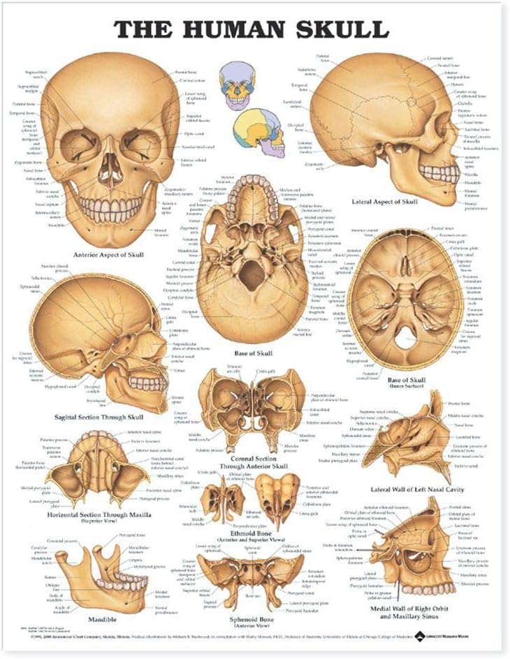 Anatomy Lab Human Skull Anatomy Laminated Poster