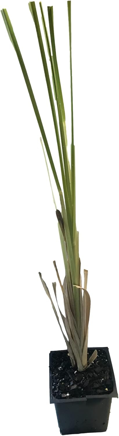 3 White Pampas Grass Cortaderia Plants in 4" pots Beautiful Ornamental Grass