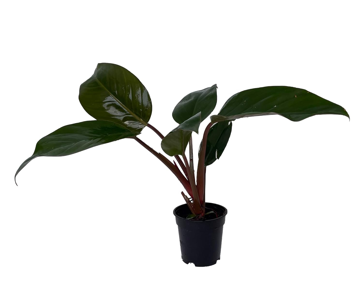 Rare Black Cardinal Philodendron in 4" Pot with Glossy Bronze Leaves