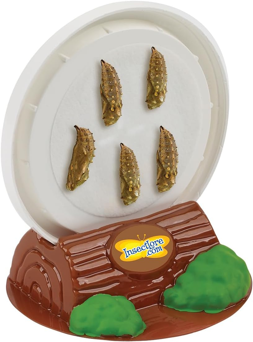 Insect Lore Giant Butterfly AIF9 Garden with Voucher | 18 Inch Habitat | Life Cycle Figurines Included | Voucher to Redeem 5 Baby Caterpillars Later | Raise Painted Lady Butterflies