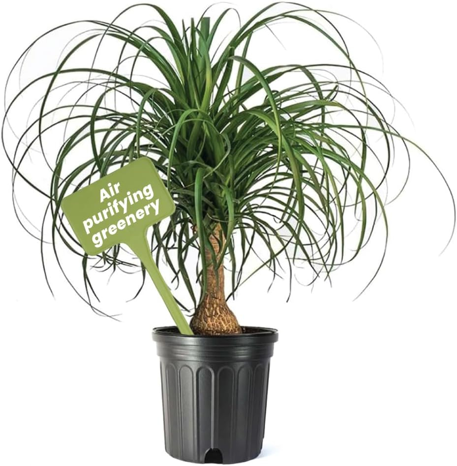 American Plant Exchange Ponytail Palm Tree, Extra Large Floor Plant, 10-Inch Pot, 3ft Tall, One-of-a-Kind Houseplant