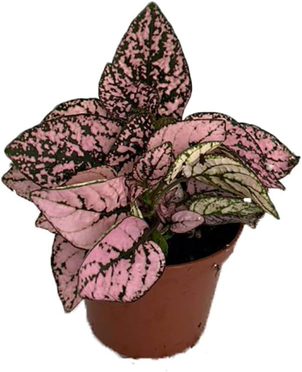 Pink Splash Polka Dot Plant - Hypoestes - 2.5" Pot - Colorful House Plant
