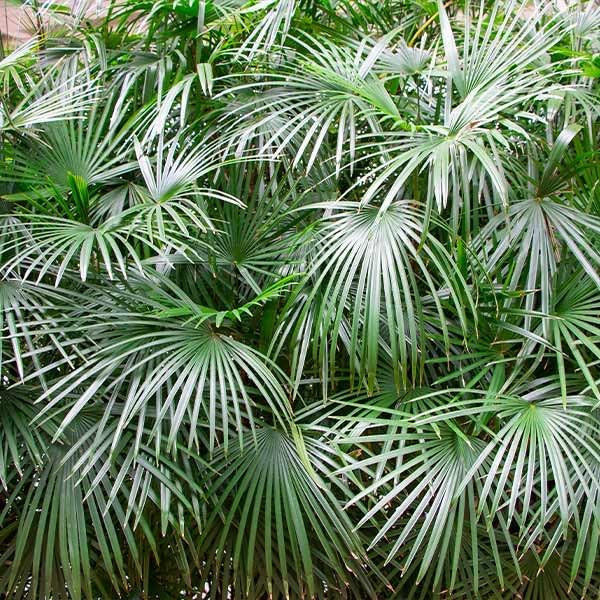 Evergreen Needle Palm Tree with Deep Green Leaves