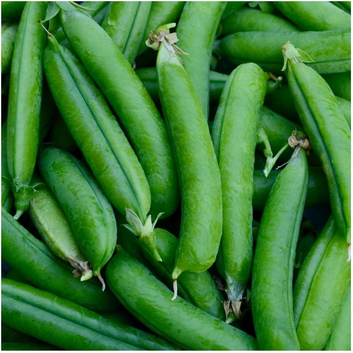 Everwilde Farms - 1 lb Little Marvel Garden Pea Seeds - Gold Vault Bulk Seed Packet
