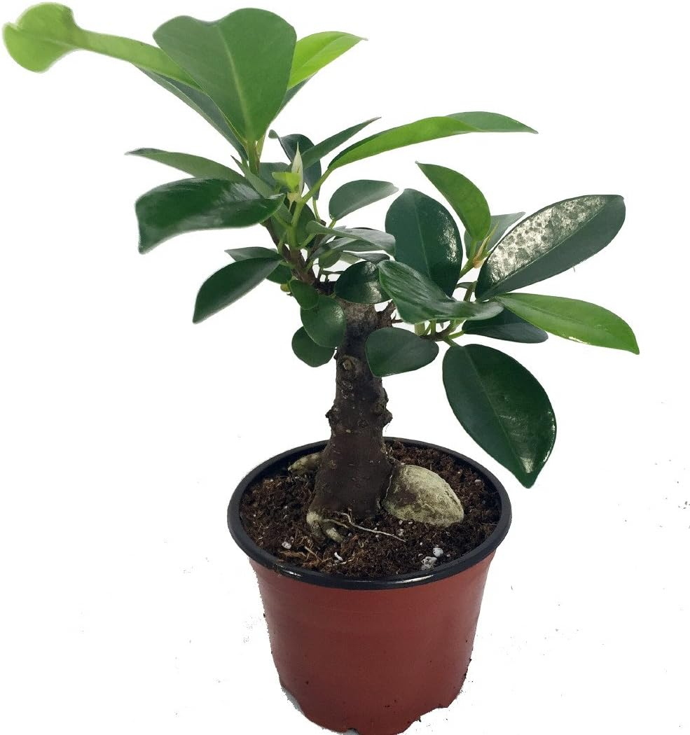 Chinese Ginseng Ficus Bonsai Tree in 4" Pot