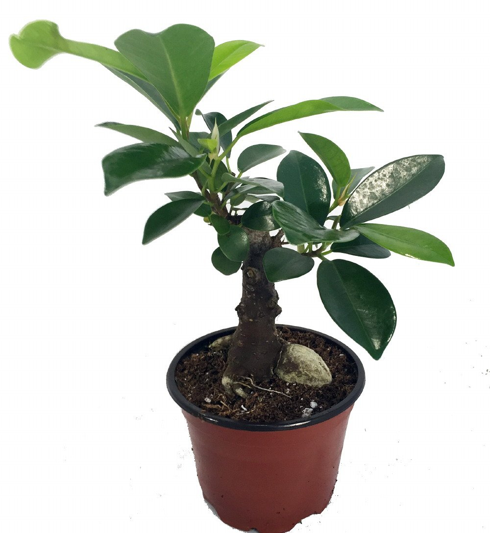 Chinese Ginseng Ficus Bonsai Tree in 4" Pot