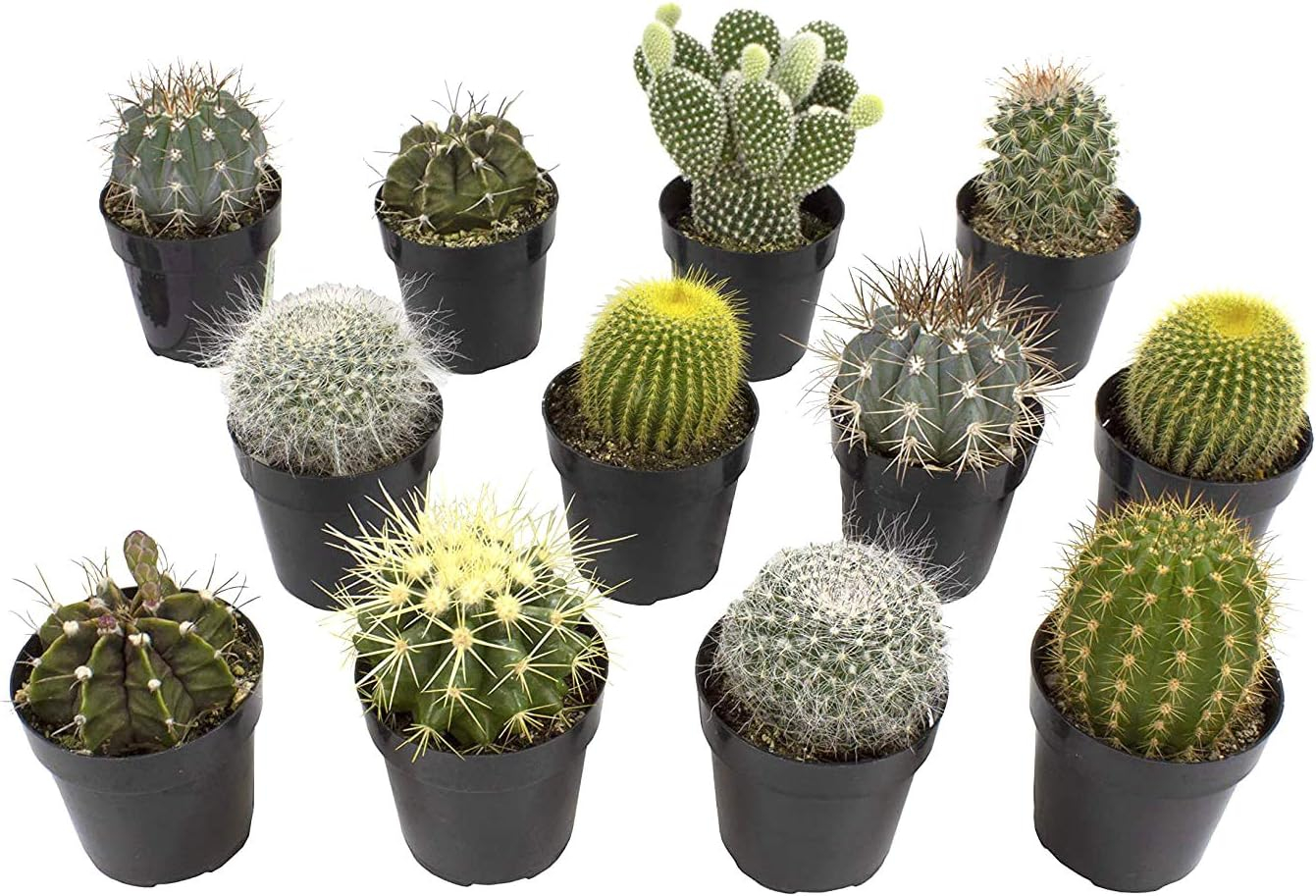 Altman Plants Large Cactus Plants 6-Pack; 3.5 Inch Grower Pots, Full Sun; Easy Plant Care