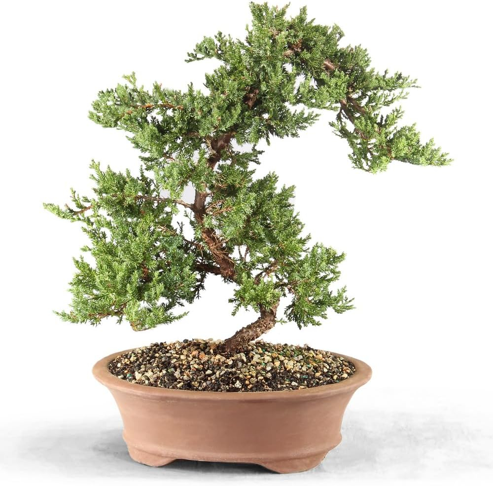 Brussel's Green Mound Juniper Bonsai - Large - (Outdoor)