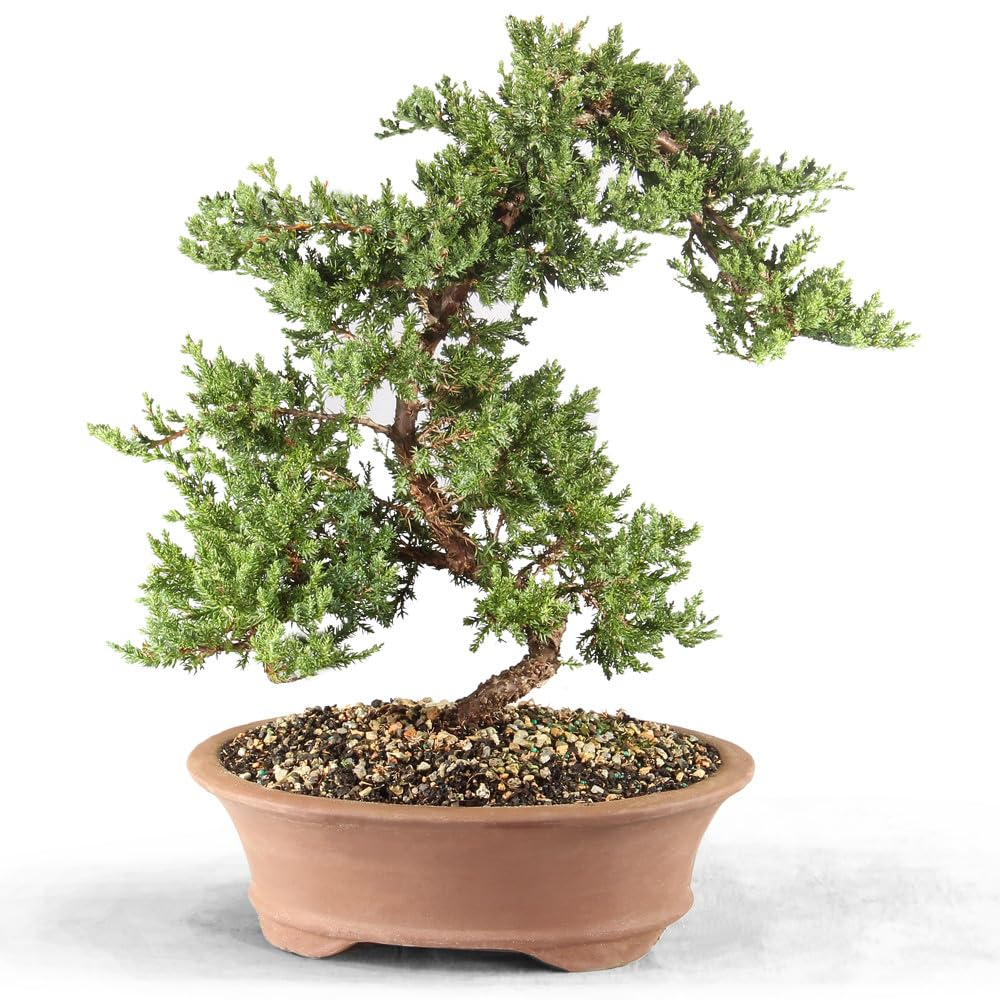 Brussel's Green Mound Juniper Bonsai - Large - (Outdoor)
