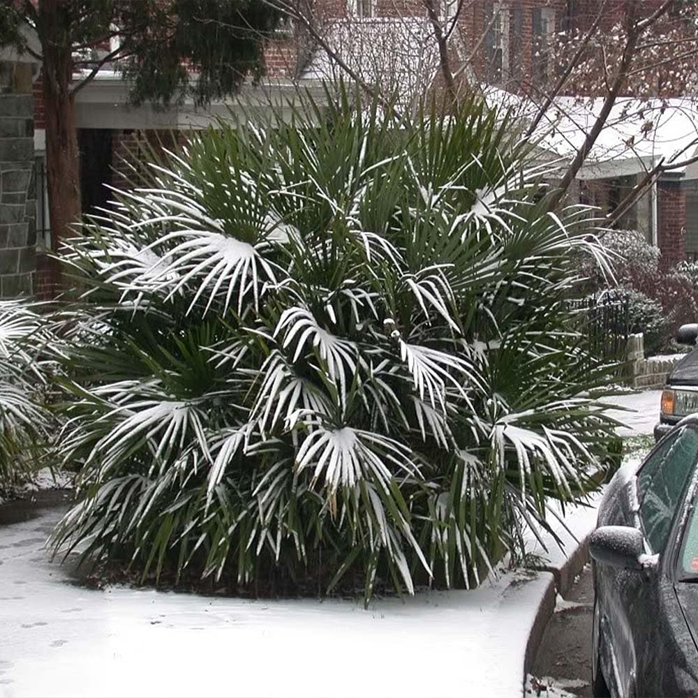 Evergreen Needle Palm Tree with Deep Green Leaves