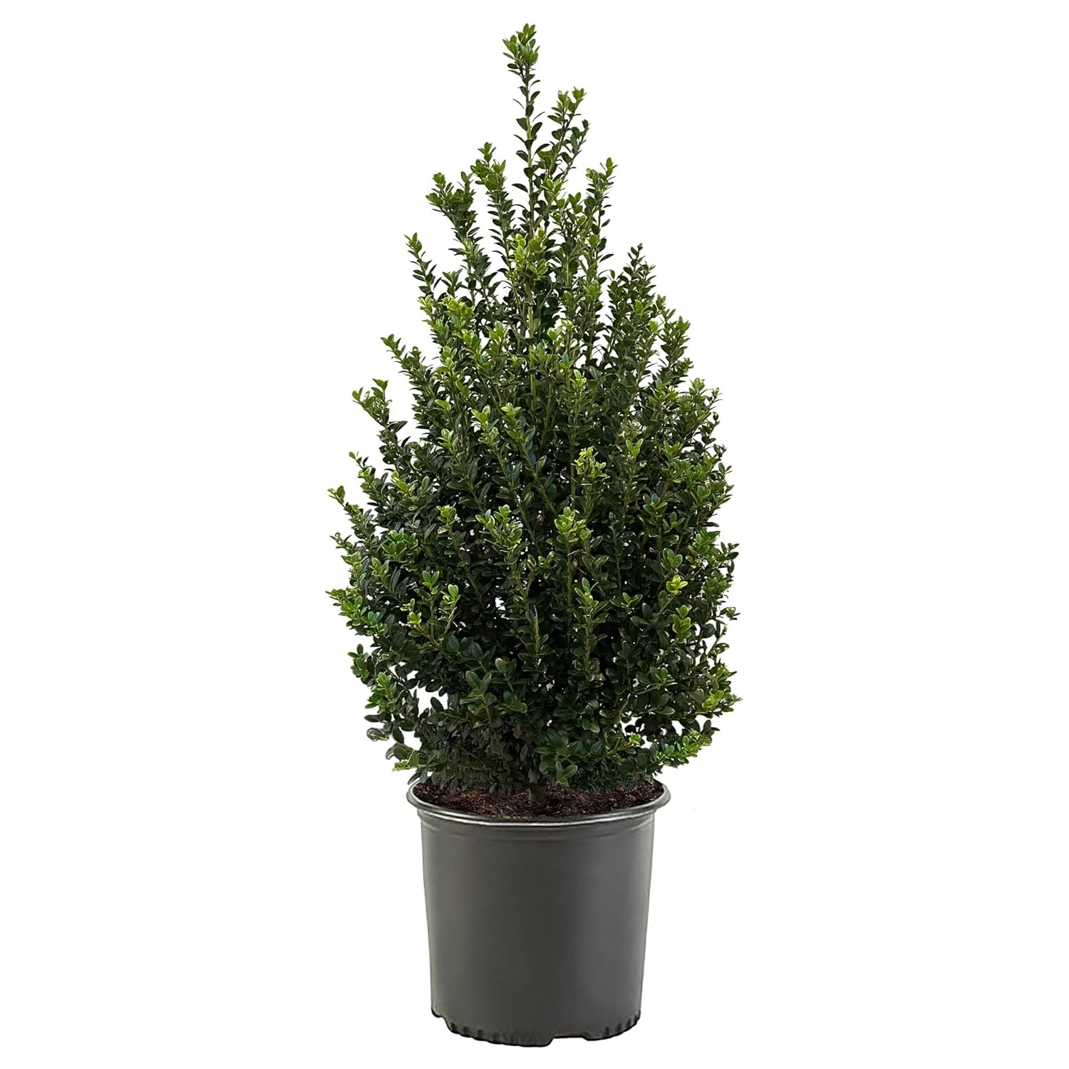 Expert Gardener 3 Gallon Holly Steeds Upright Japanese (Ilex) Live Shrub