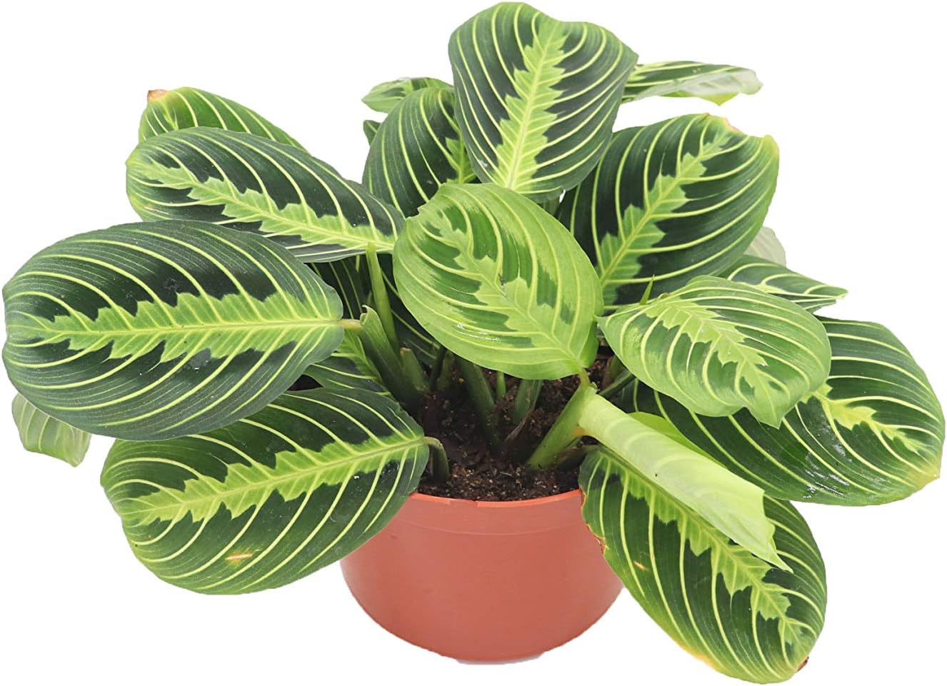 Maranta Green Prayer Plant “Lemon Lime” - 6” from California Tropicals