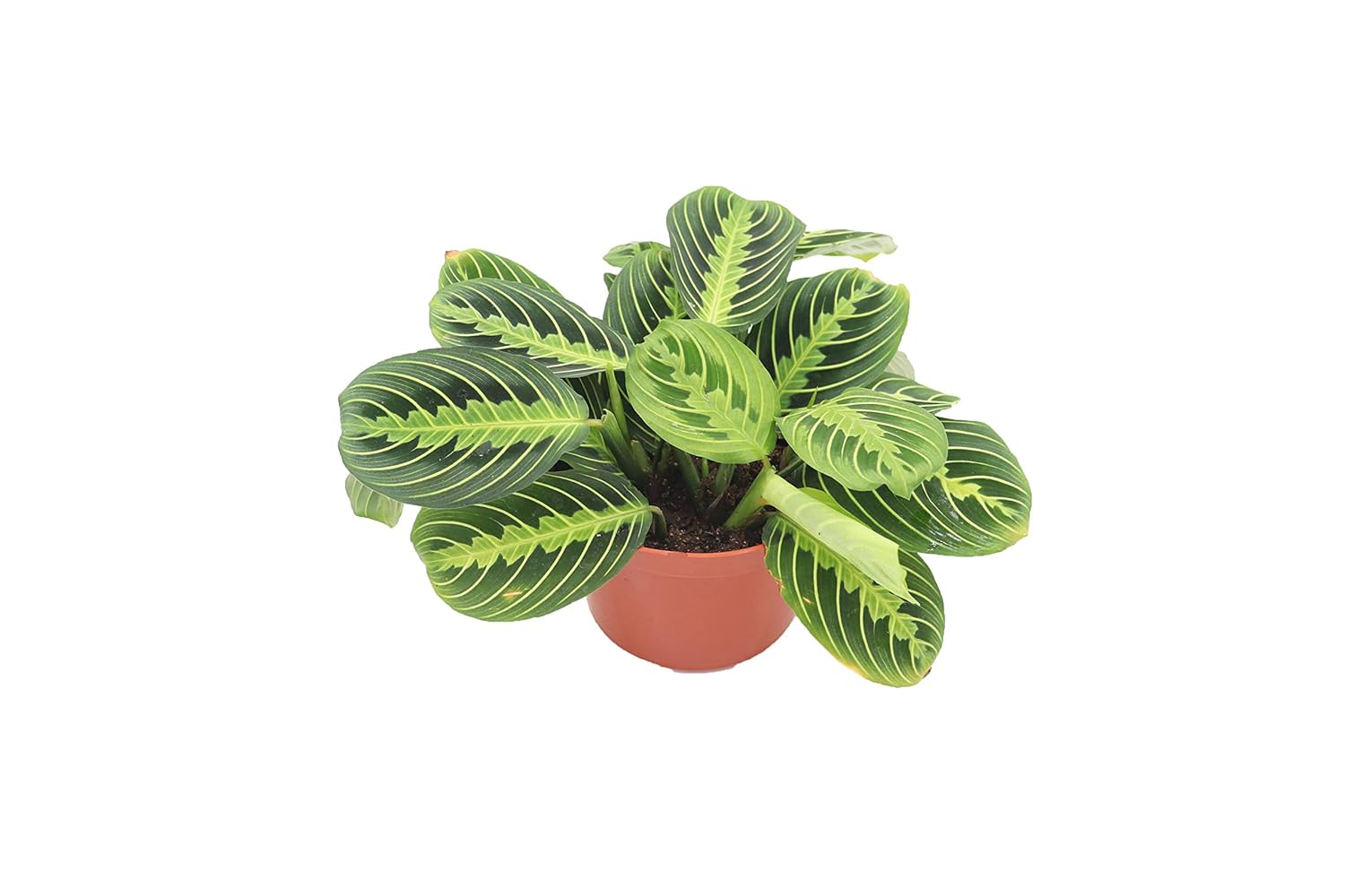 Maranta Green Prayer Plant “Lemon Lime” - 6” from California Tropicals