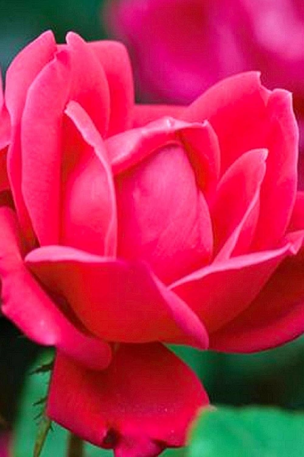 'The Red Double Knock Out® Rose' Live Shrub (1 gallon)
