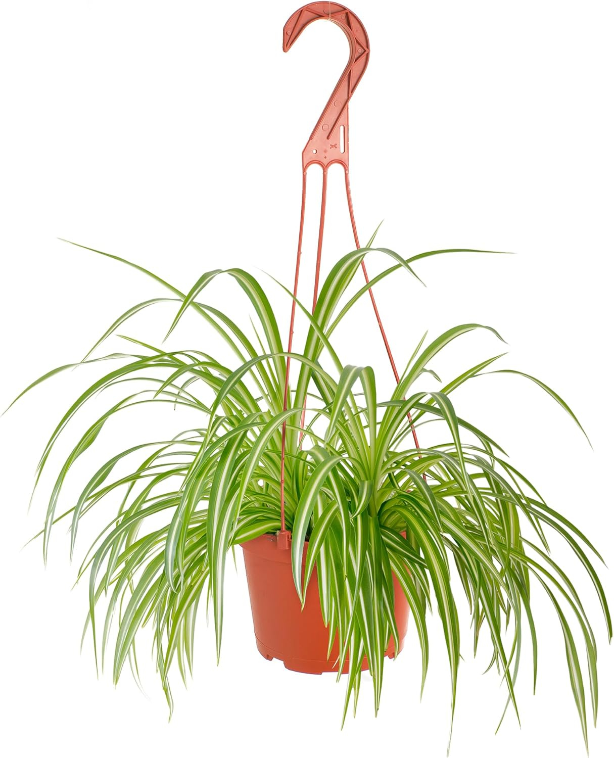 Spider Plant Live Indoor Plant, Easy Care Air Purifying Hanging Houseplant in 6 in. Grower Pot with Hanger