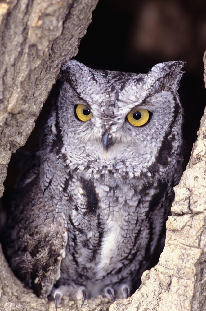 Western Screech Owl - Otus Kennicottii in Hollow Cottonwood Tree Poster Print