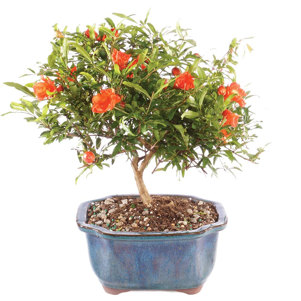 Brussel's Bonsai -in Orange Feature Dwarf Pomegranate In pot (with soil)