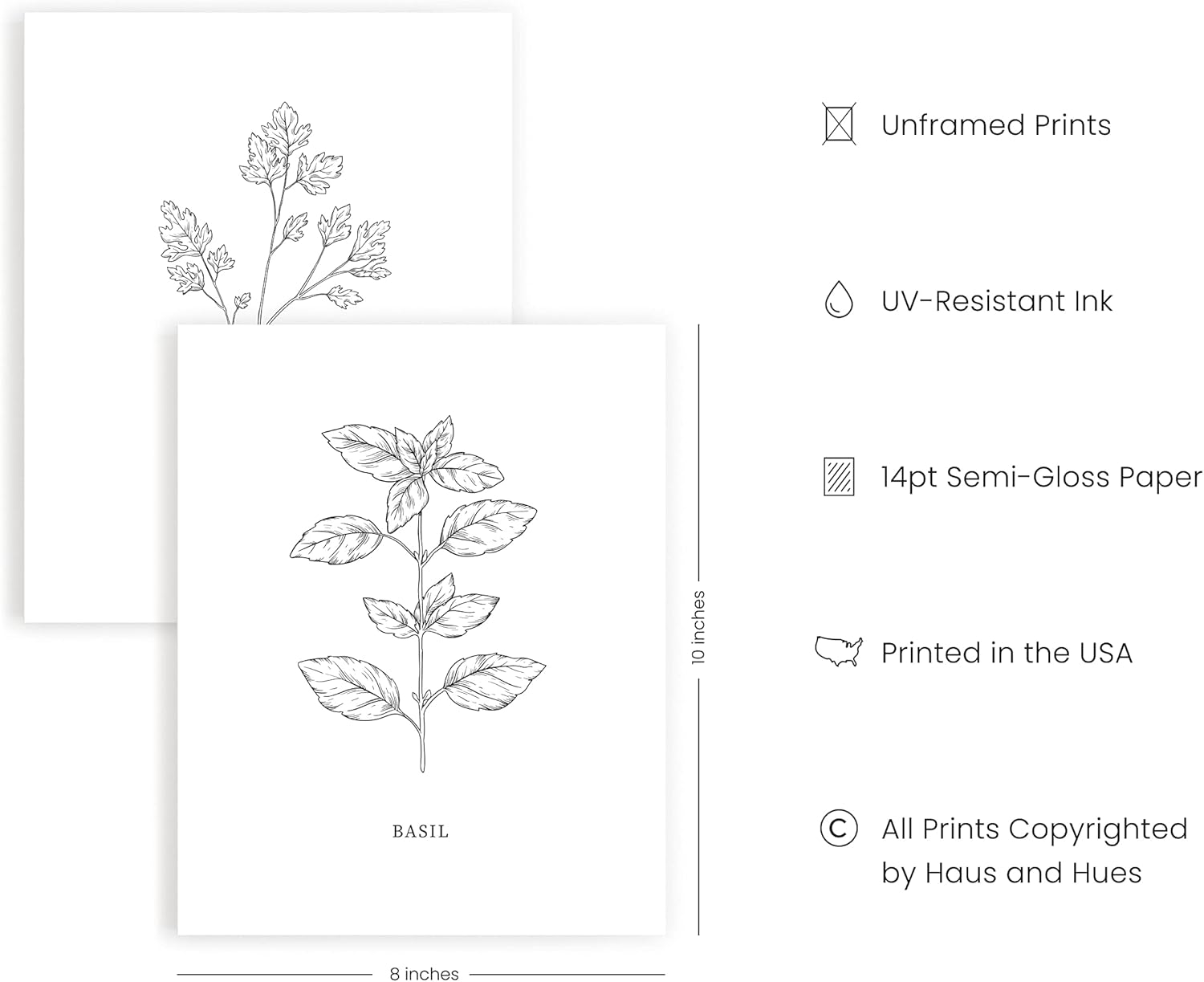 HAUS AND HUES Kitchen Herbs Wall Art Decor for Kitchen Herb Art Prints and Kitchen Signs Wall Decor | Herb Prints Kitchen Wall Art Kitchen Posters for Wall Herb Decor (8"X10" Unframed)